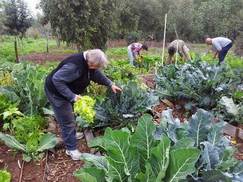 גינה קהילתית