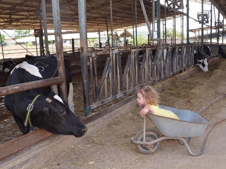 שביל פרות החלב - בית לחם הגלילית 