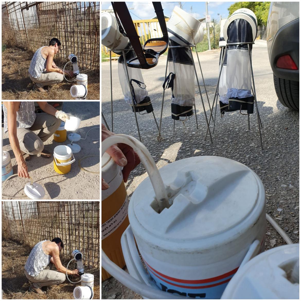 דיגום זבוב חול בכפר יהושע