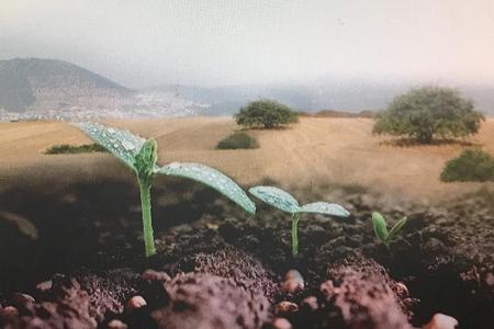 גרעינים' - סרטו של יונתן קסקביץ' לכבוד 70 שנה לגזית'