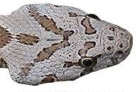 ראש של זעמן