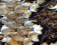 קשקשים של צפע