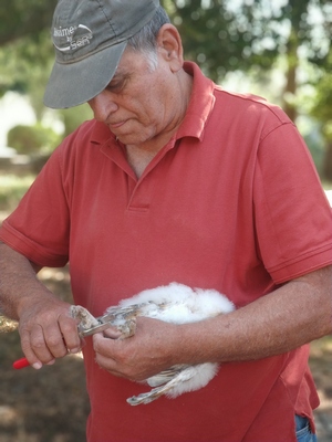 טיבוע תנשמות