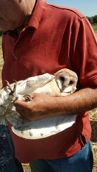 טיבוע תנשמות