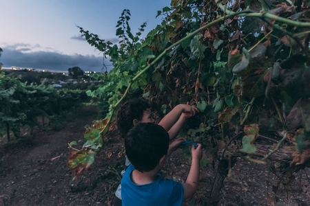 בוצרים ונהנים במשק אופיר
