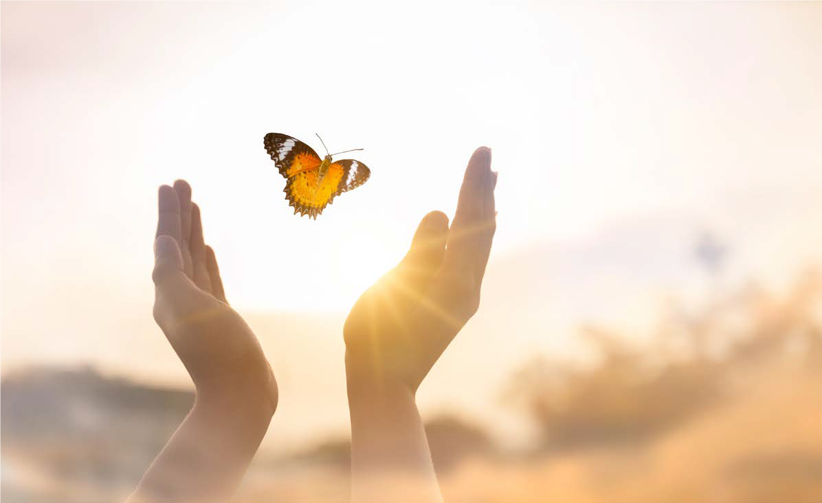 מנטרי פרפרים