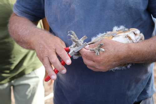 טיבוע תנשמות