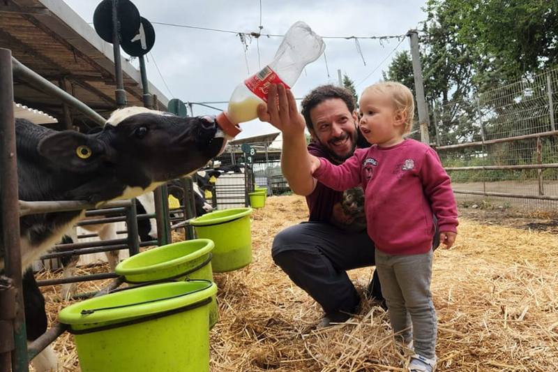 האכלת עגלים בשביל פרות החלב