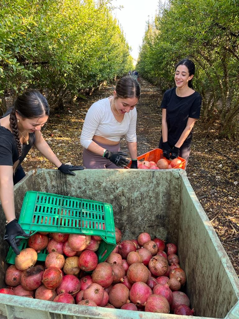 קטיף רימונים