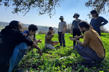 ליקוט צמחי מרפא ומאכל
