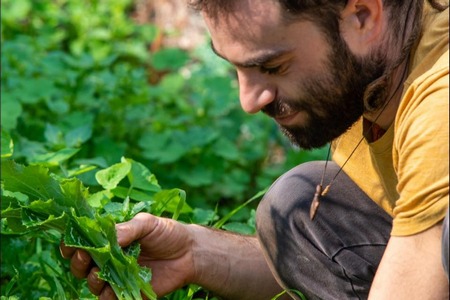 ליקוט מצחי מרפא ומאכל