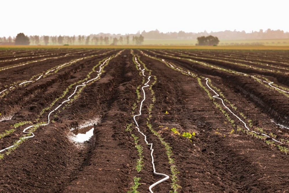 השקייה של שדות העמק