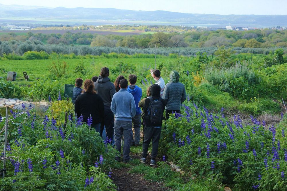 שדה תורמוסים