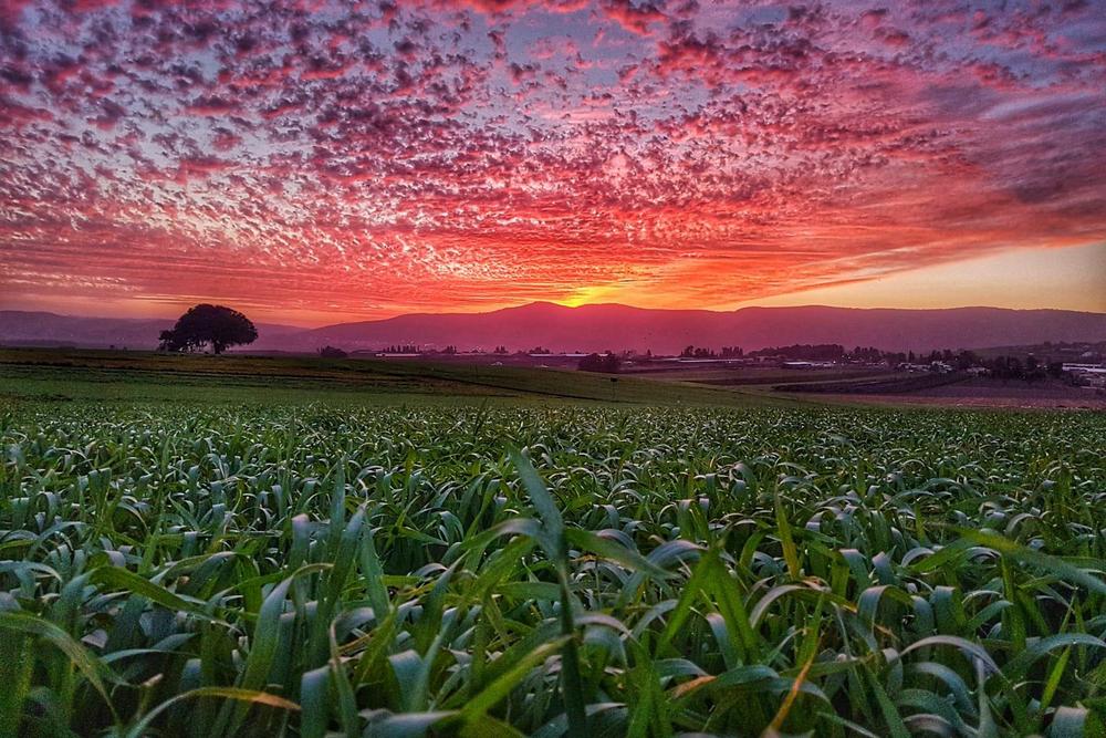 שדות העמק בשקיעה צבעונית
