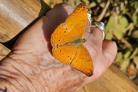 פרפר על כף יד