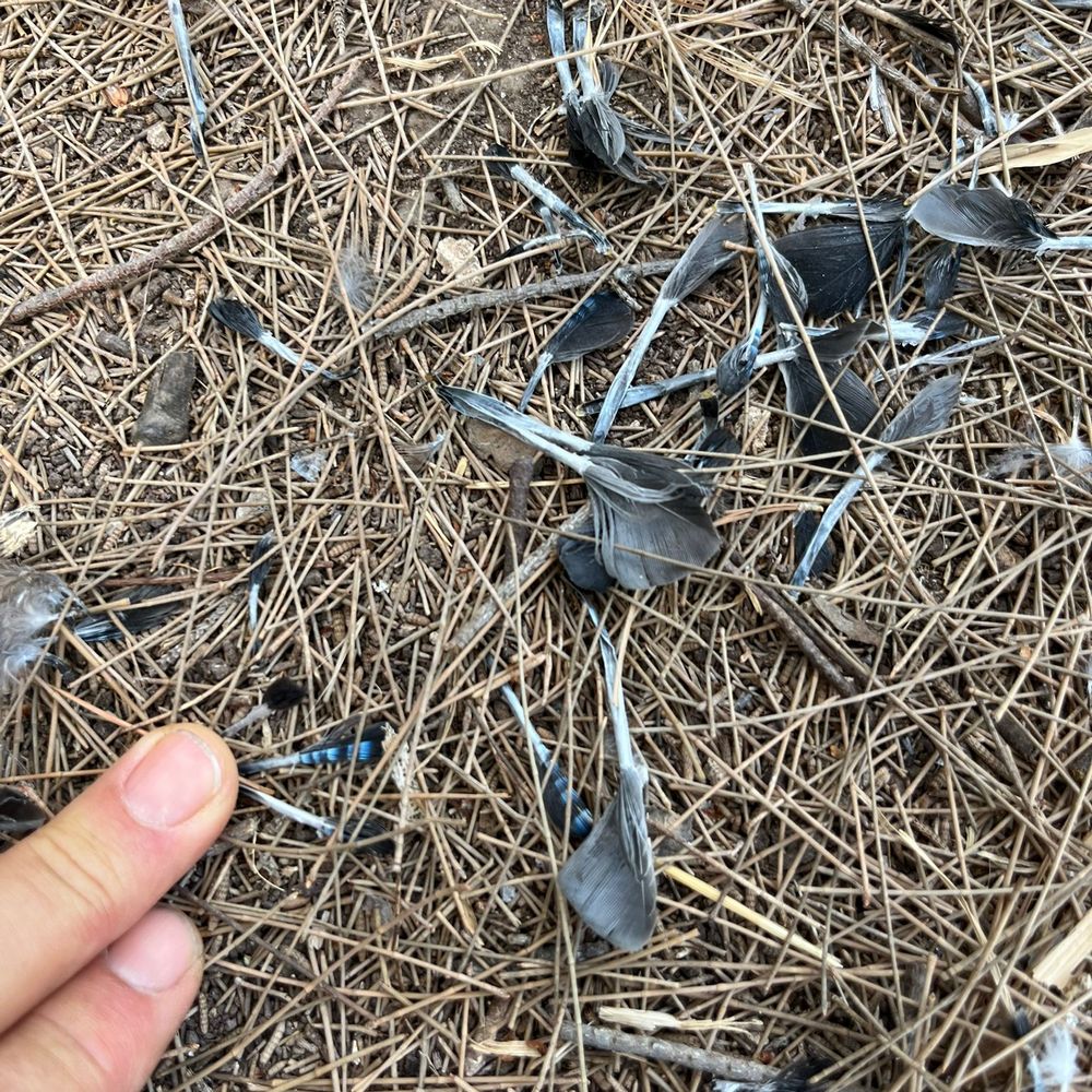 שפת הפרא ביער