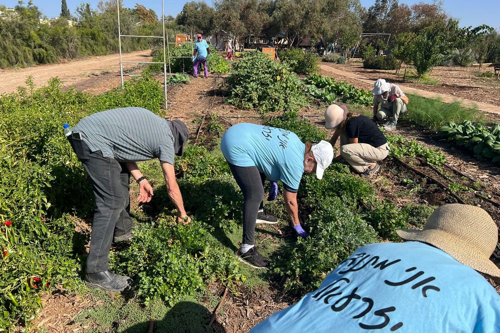 מתנדבות ומתנדבים בחוות מתניה בבלפוריה