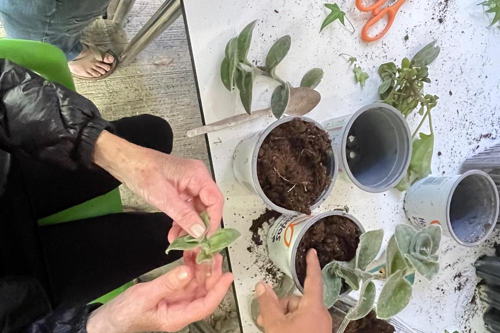 הקמת גינה טיפולית 