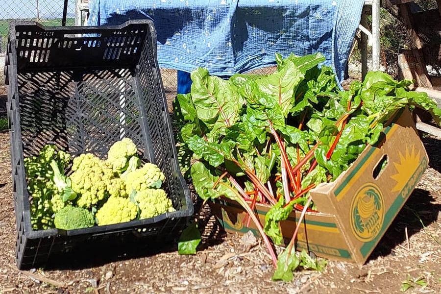 תוצרת מגינה קהילתית